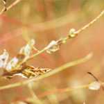 Wildflowers in California: Witnessing the Super Bloom