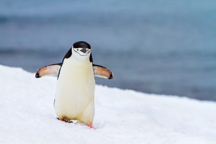 Antarctica with Kids: A Chinstrap penguin at Half Moon Island, Antarctica
