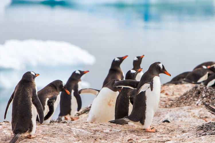 Antarctica with Kids: Gentoo penguins at Cuverville Island