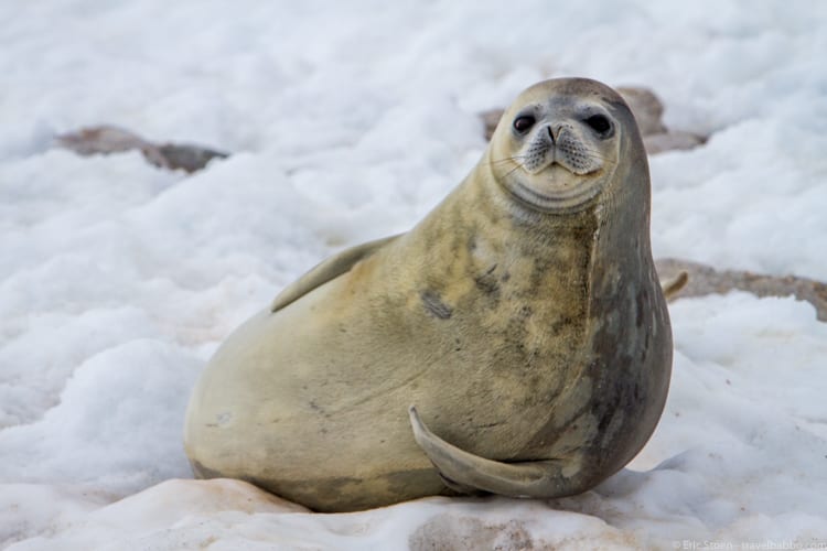 Antarctica with Kids: In Antarctica - a Weddell Seal