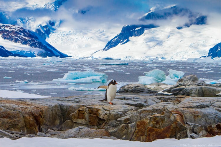 Antarctica with Kids: A Gentoo at Petermann Island