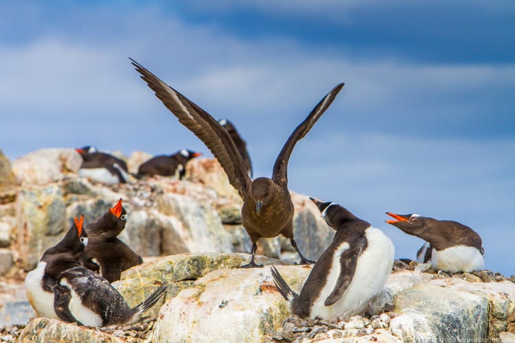 Antarctica with Kids: A scua bird at Dorian Bay