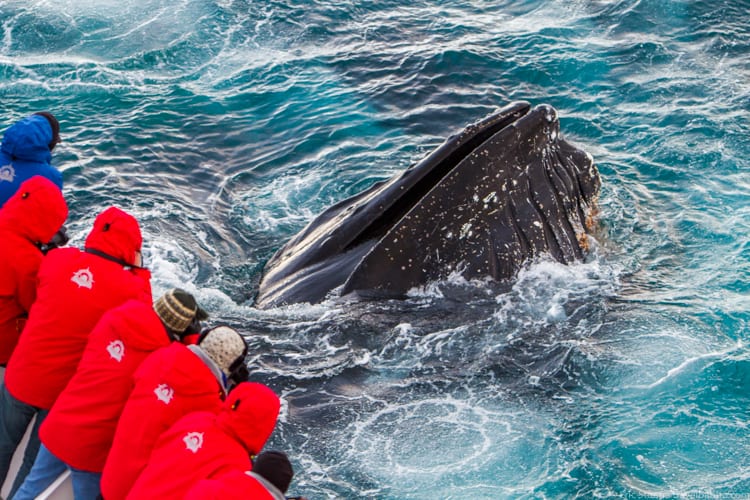 Antarctica with Kids: A Humpback whale...up close!