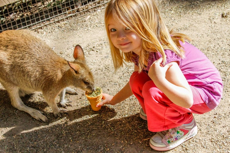 Best Age to Travel - Feeding a kangaroo at Featherdale Wildlife Park in Australia at 4