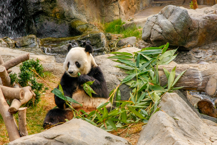 Hong Kong with Kids - A giant panda at Ocean Park