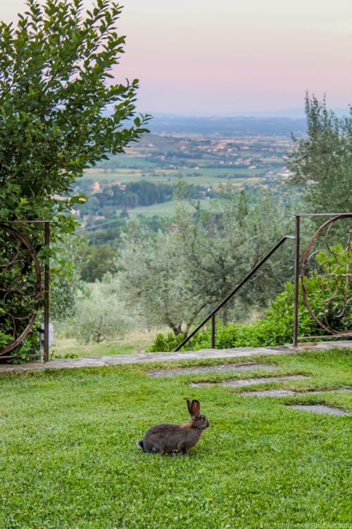 A Villa in Tuscany: A bunny at our villa
