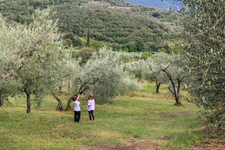 Villa in Tuscany: Playing among the olive trees