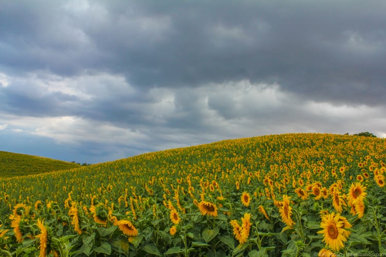 Villa in Tuscany: Tuscan sunflowers (a field near Pienza)