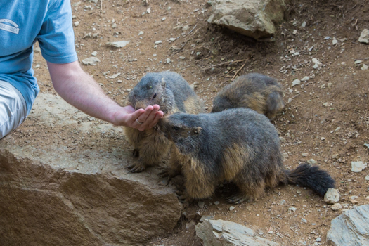 Spain with Kids - Molló Parc - Feeding marmots out of my hand!