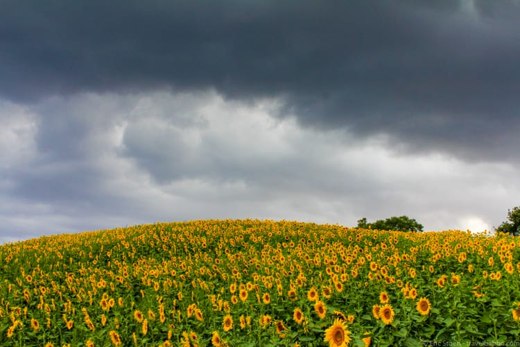 Best camera: A sunflower field in Tuscany. Photo taken with an old Canon T2i and an EF-S 18-55mm f/3.5-5.6 lens.