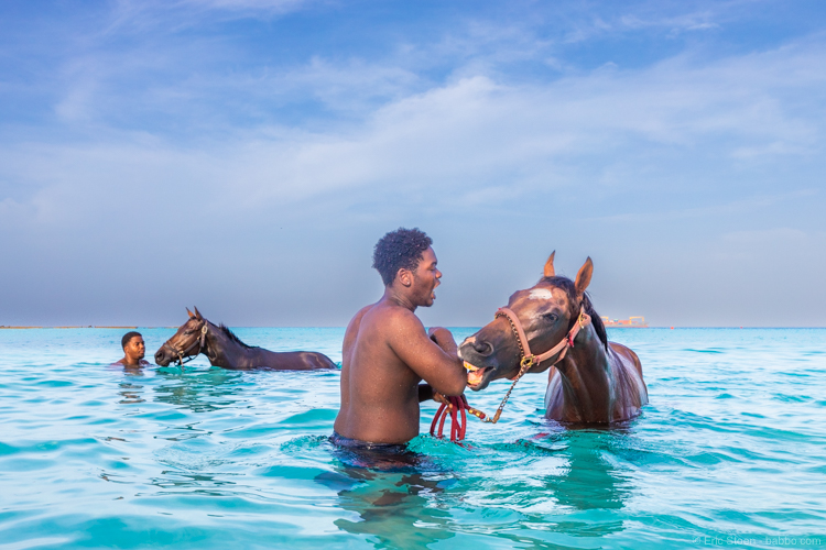 Wake up early: Early morning with horses in Barbados