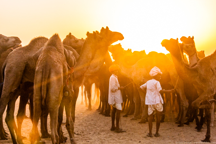 Places to visit in India - Wrangling camels in Pushkar