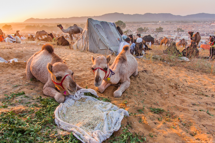 Places to visit in India - Breakfast at the Pushkar Camel Fair