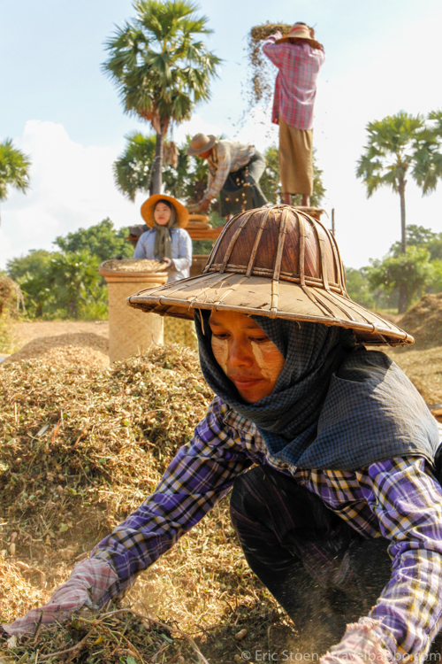 Things to do in Burma: Peanut winnowing