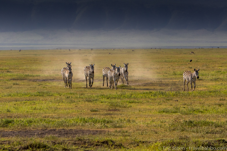 Africa family safari - Zebras in the Ngorongoro Crater