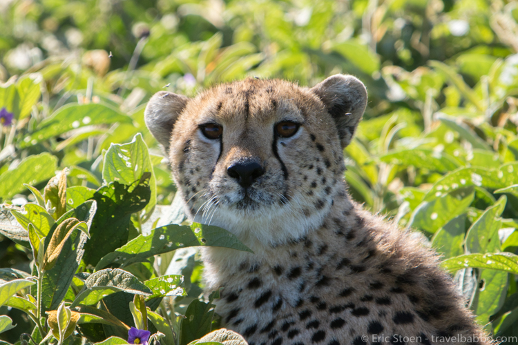 African family safari - Getting close to a young Cheetah in Lake Ndutu. 