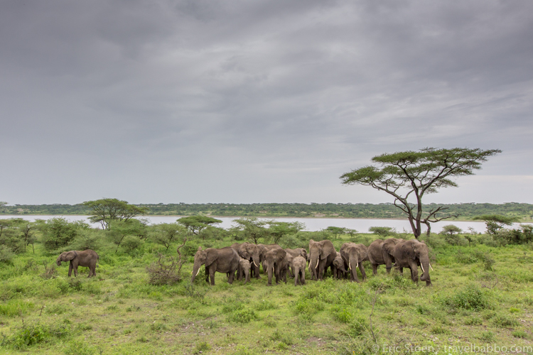 Family safari in Africa - The best thing about Lake Ndutu was being able to drive where we wanted. This herd of elephants was up on a hill overlooking the lake. We simply drove up to them and watched them for half an hour. 