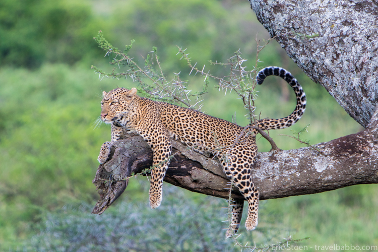African family safari - A leopard hanging out not far from our Serengeti camp. 