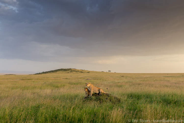 African family safari - Lions starting the evening hunt in the Maasai Mara in Kenya. 