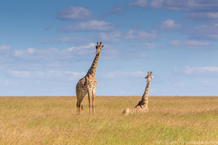 Africa family safari - Giraffes in the Maasai Mara. 