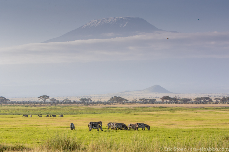Africa Safari with Children - Zebras in front of Mount Kilimanjaro
