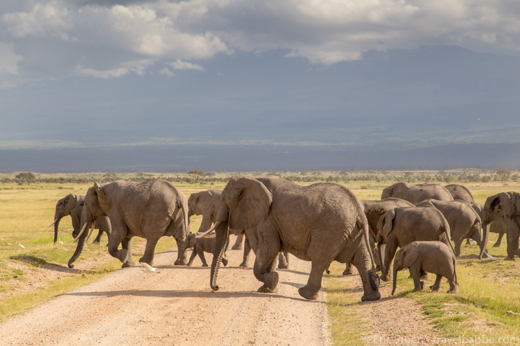 How to Afford an African Safari - Elephant crossing in Kenya's Amboseli National Park