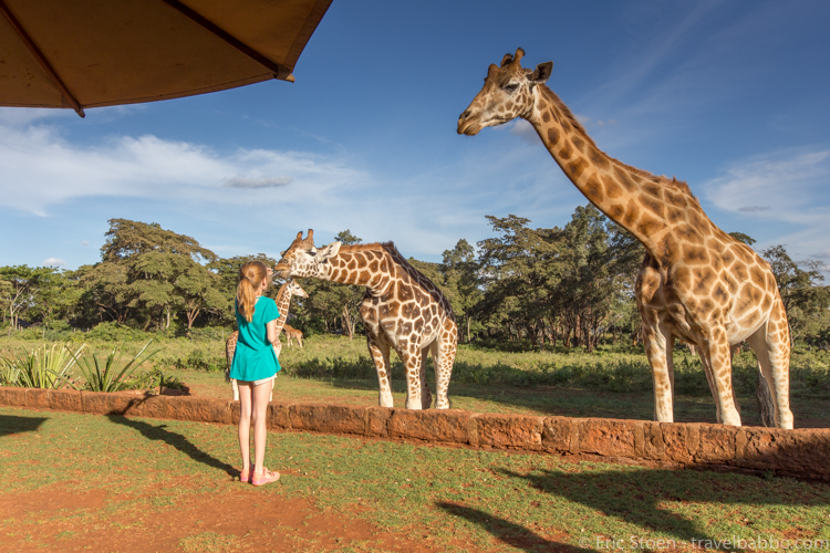 What does an African safari cost?  At Giraffe Manor in Nairobi