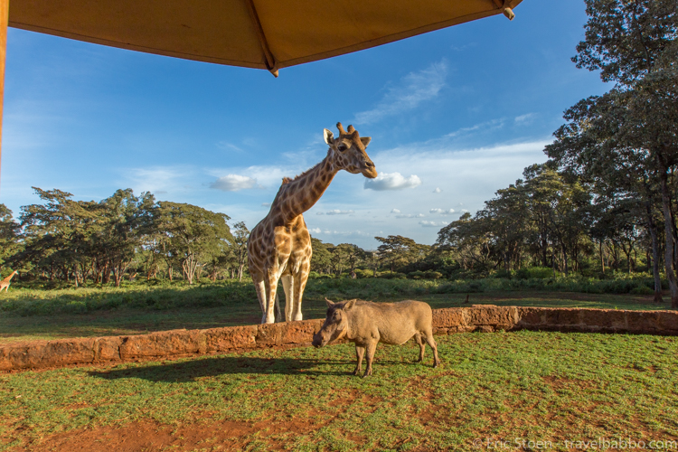 Giraffe Manor - Warthogs were everywhere, finding the snacks that the giraffes couldn't reach