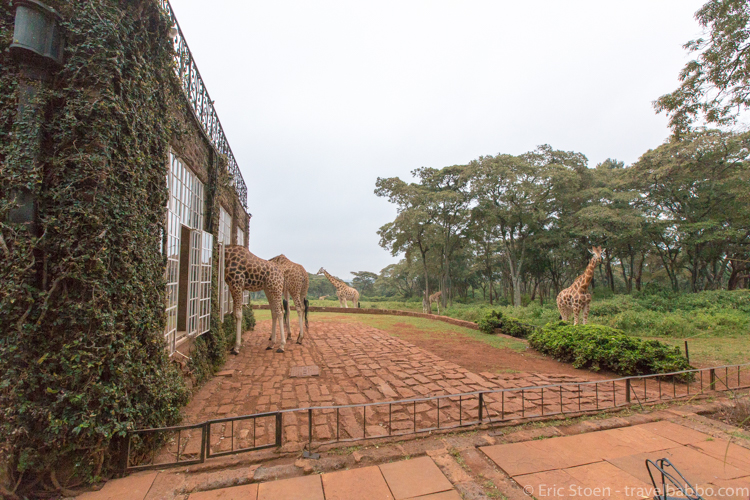 Giraffe Manor Hotel in Kenya - Walking to breakfast