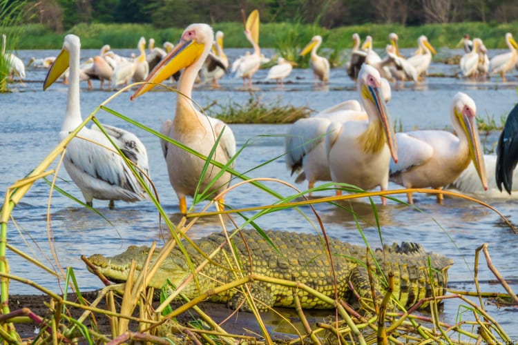 Ethiopia travel: Many, many crocodiles and pelicans in Lake Chamo