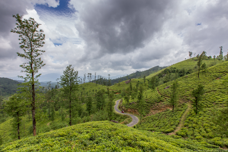 Places to go in Sri Lanka: Tea near Matale