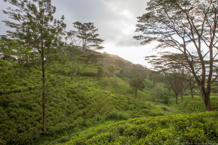 Places to go in Sri Lanka: Tea outside Kandy