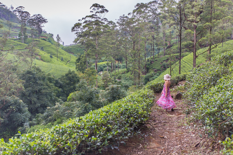 Places to go in Sri Lanka: Mackwoods Tea Centre in Nuwara Eliya 