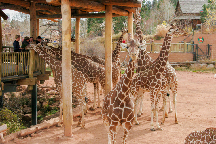 Colorado Springs Kids Activities: The giraffes at Cheyenne Mountain Zoo