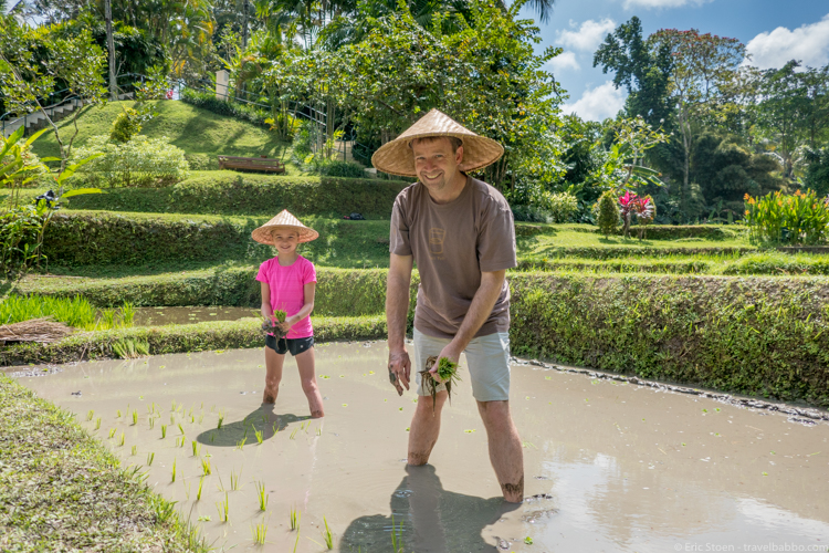 Around the world with kids - Planting rice at Four Seasons Sayan