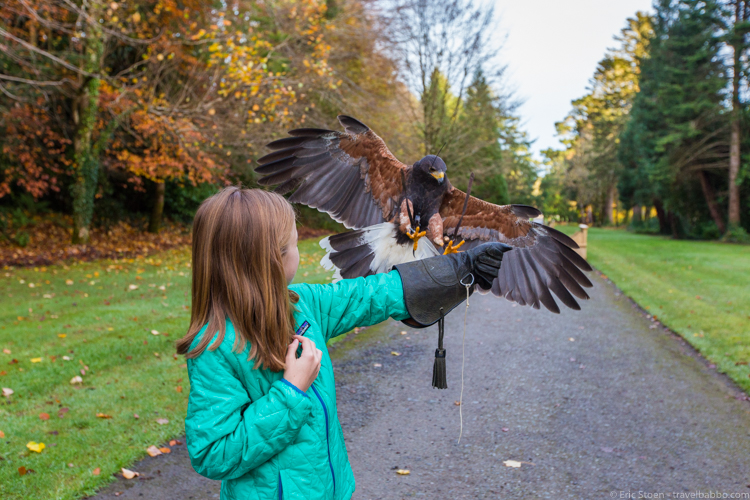 Ashford Castle and Kid-Friendly Ireland: A Harris Hawk coming in to land