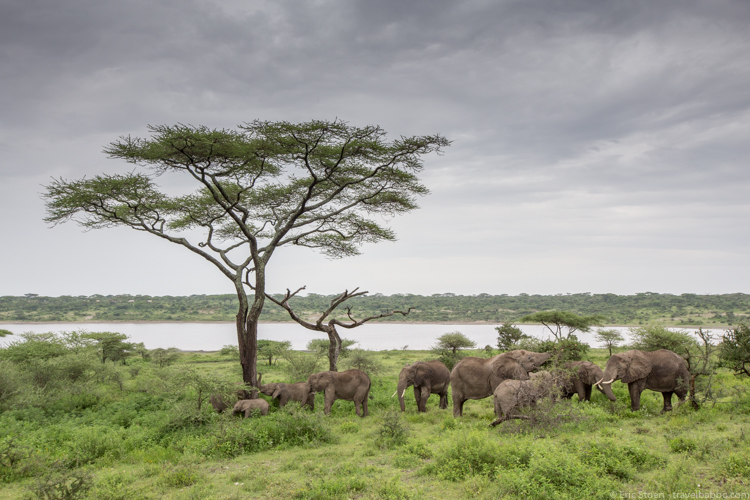 Best Travel 2016 - Elephants at Lake Ndutu