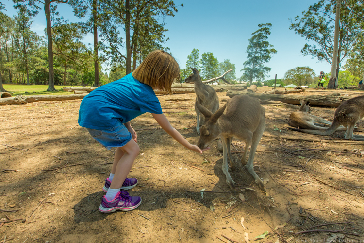 Brisbane with kids - Feeding kangaroos at Lone Pine Koala Sanctuary