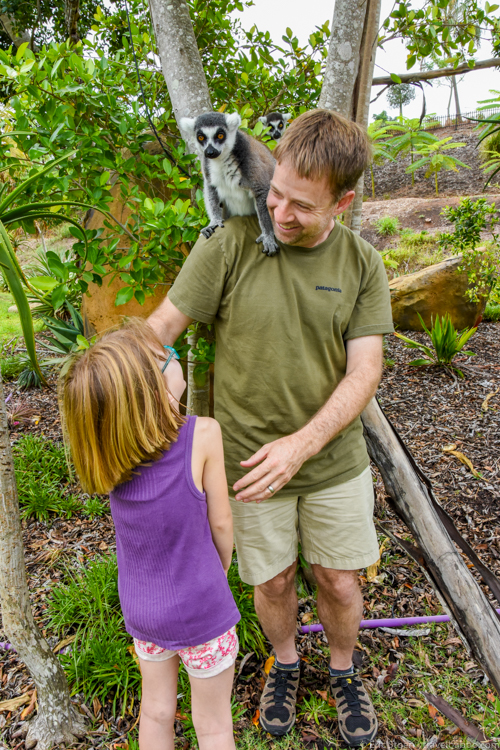 Australia zoo - Lemurs