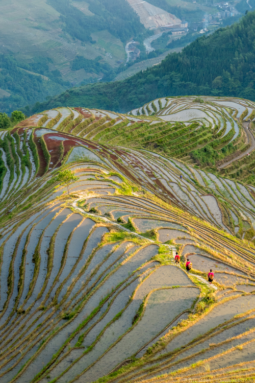 Photo trips - Overlooking the rice terraces of Longji, China