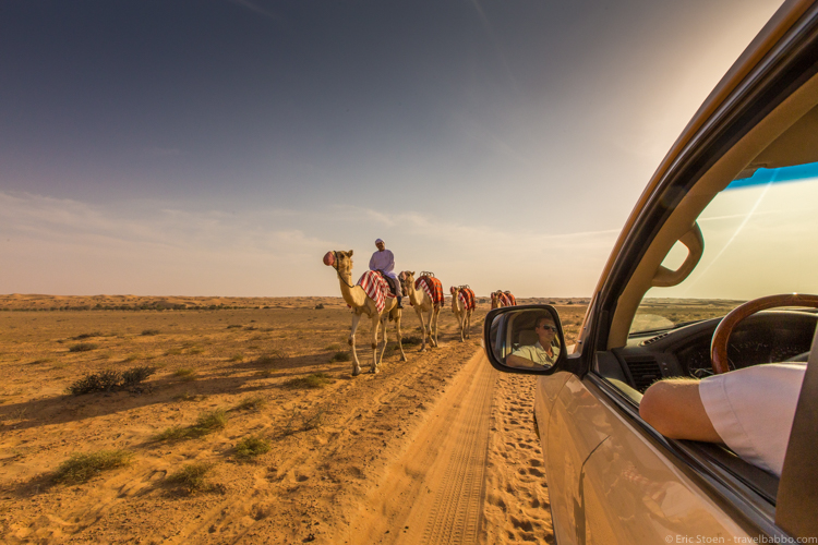 Dubai layover - Passing a camel caravan during our evening desert safari
