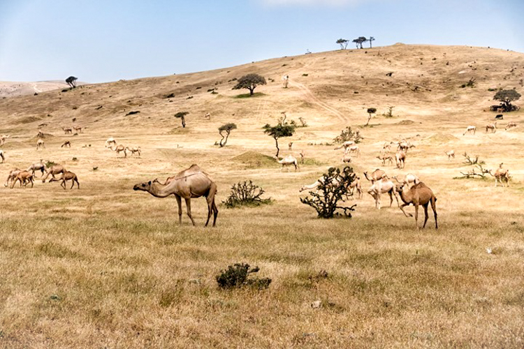 Oman travel - Camels everywhere in Dhofar! 
