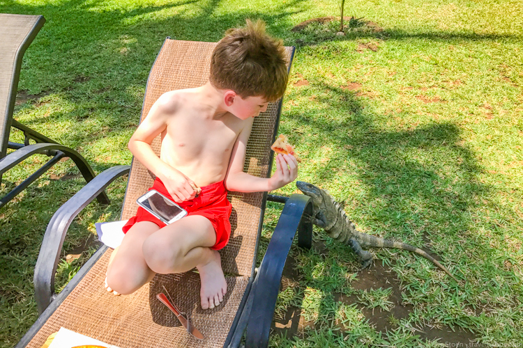 Costa Rica with Kids: An iguana with an interest in pizza