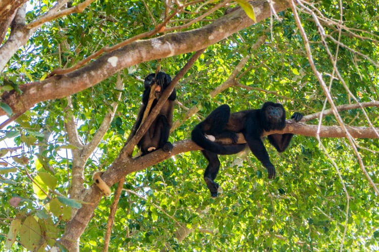 Costa Rica with Kids: Howler monkeys 