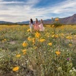 Wildflowers in California: Witnessing the Super Bloom