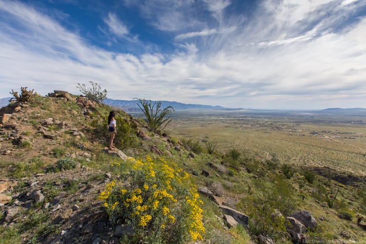 Wildflowers in California: Looking out over Borrego Valley and Borrego Springs
