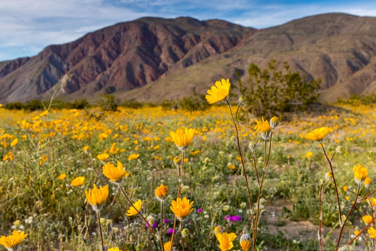 Wildflowers in California: The super bloom in Anza-Borrego State Park