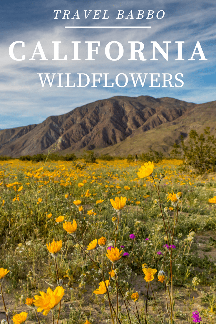 Wildflowers in California: The Super Bloom at Anza Borrego State Park. A perfect destination for a California Getaway.