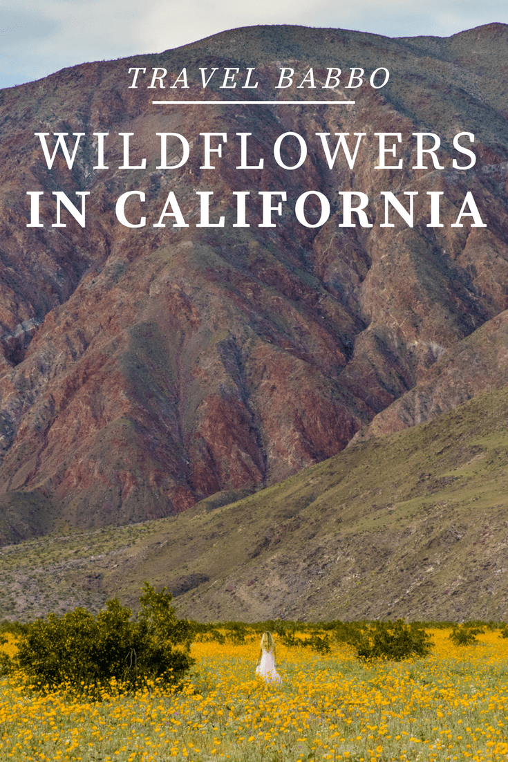 Wildflowers in California: The Super Bloom at Anza Borrego State Park. A perfect destination for a California Getaway.