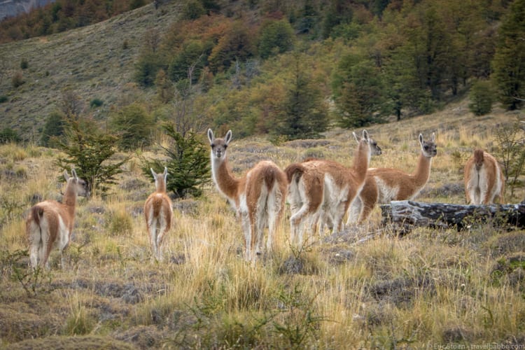 Patagonia with kids: Guanacos everywhere! 
